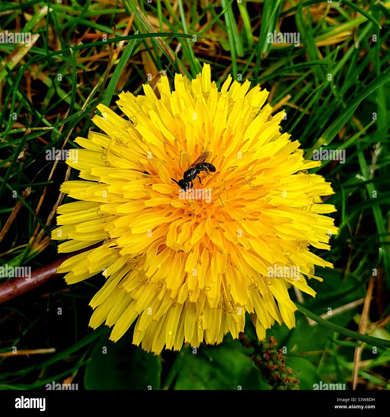 Petit être sur une fleur de pissenlit - Image de stock capturée avec un smartphone