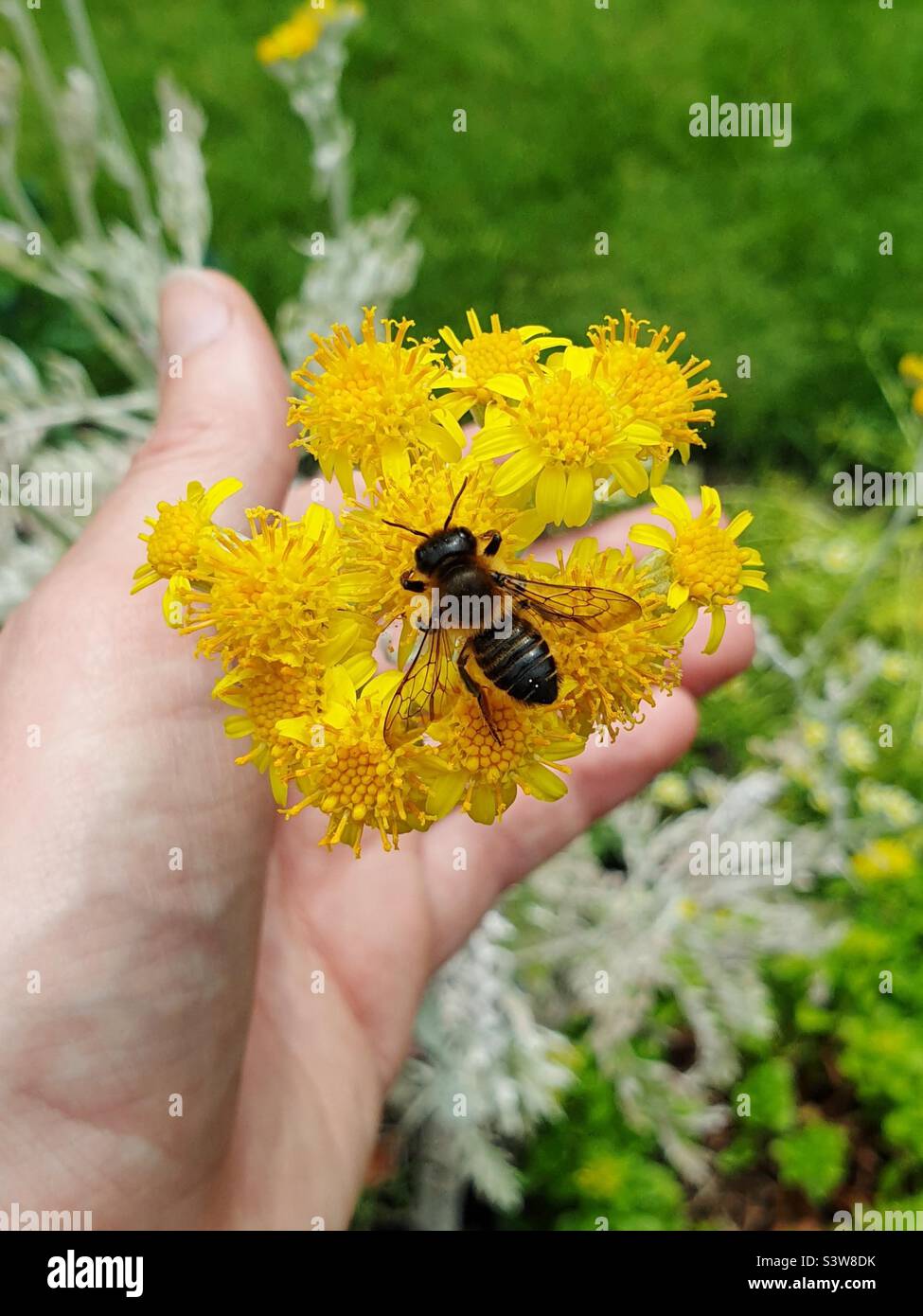 Couteau à feuilles abeille sur fleur - Image de stock capturée avec un smartphone