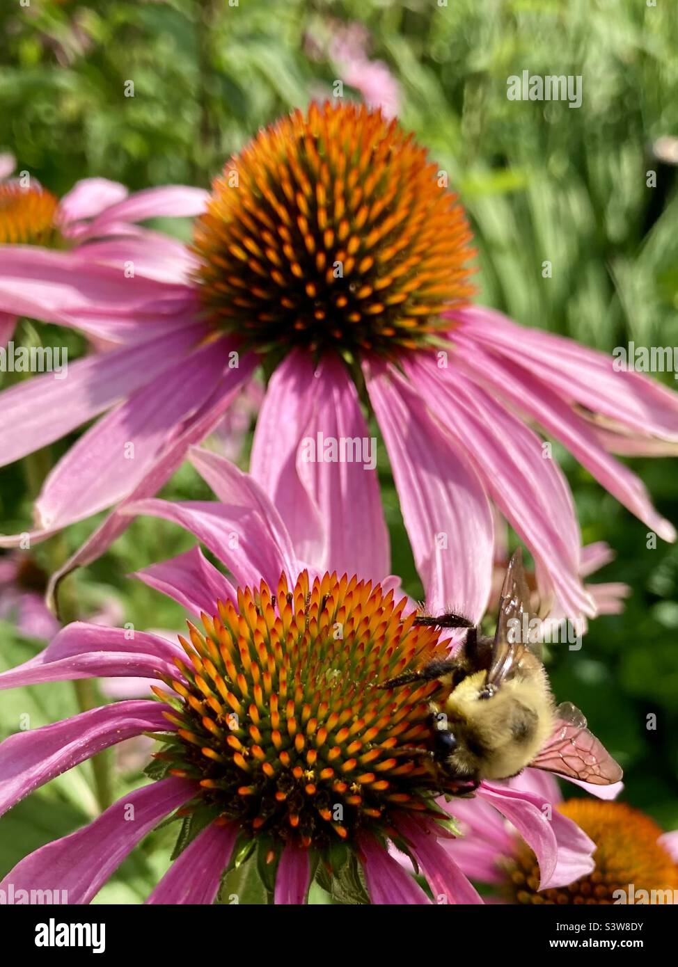 Ce bourdon est occupé à dessiner le nectar de ces coneflowers pourpres. Banque D'Images