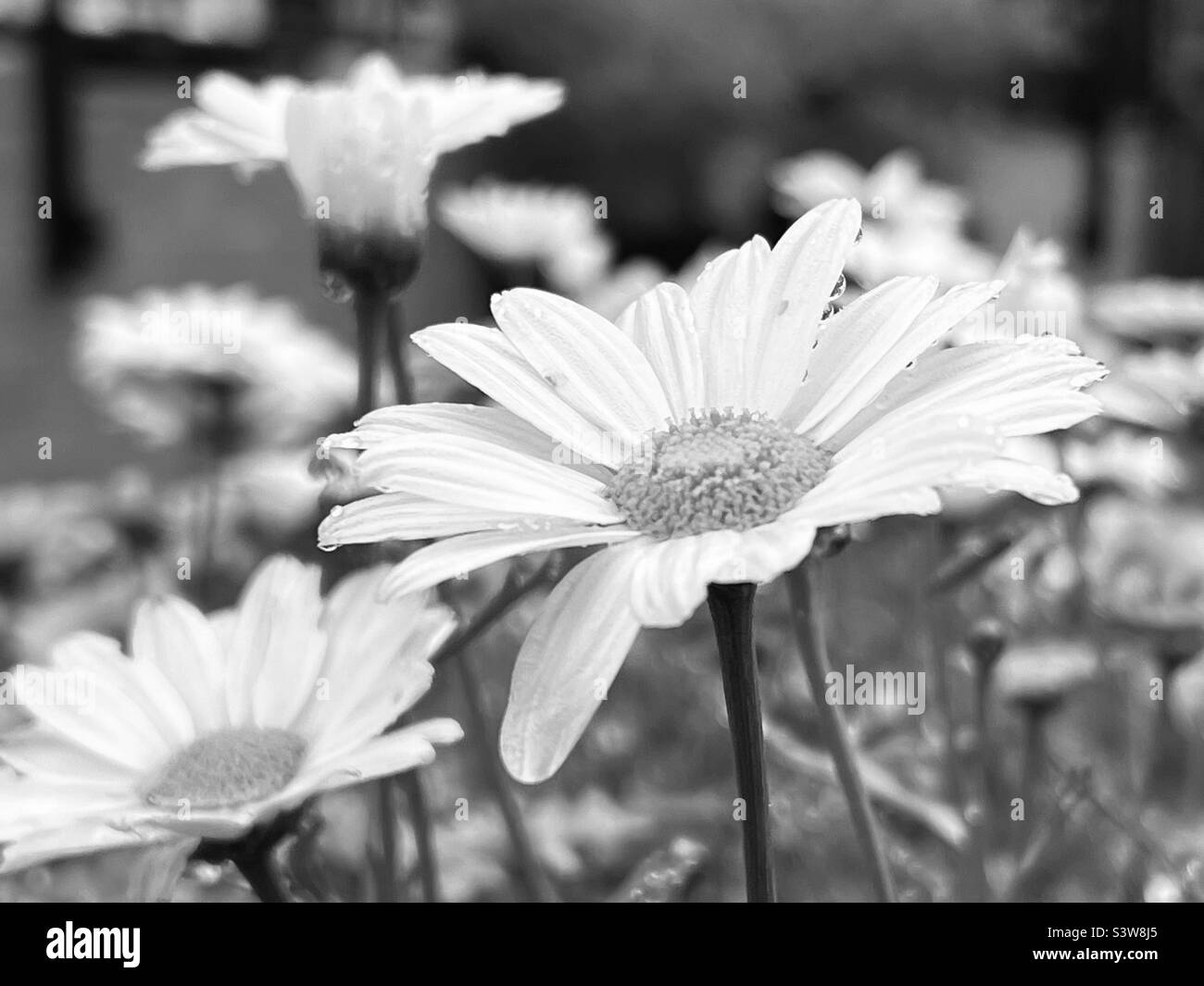 Close up de fleurs Daisy Banque D'Images