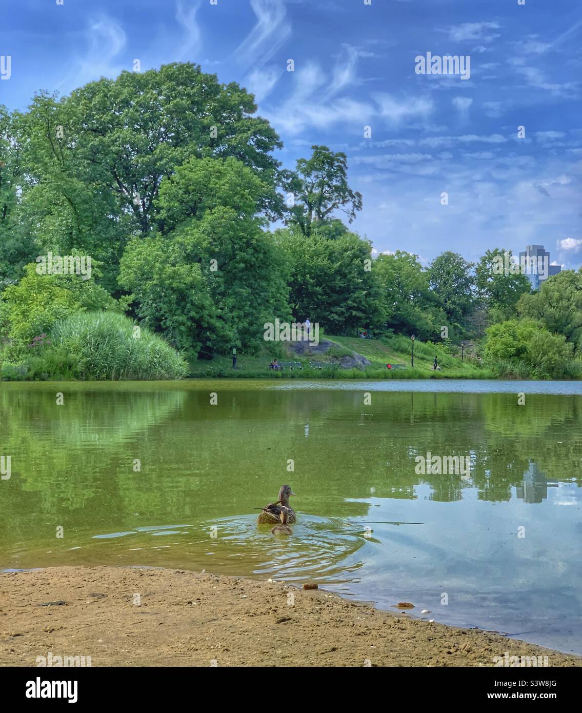 Canards sur l'eau - Image de stock capturée avec un smartphone