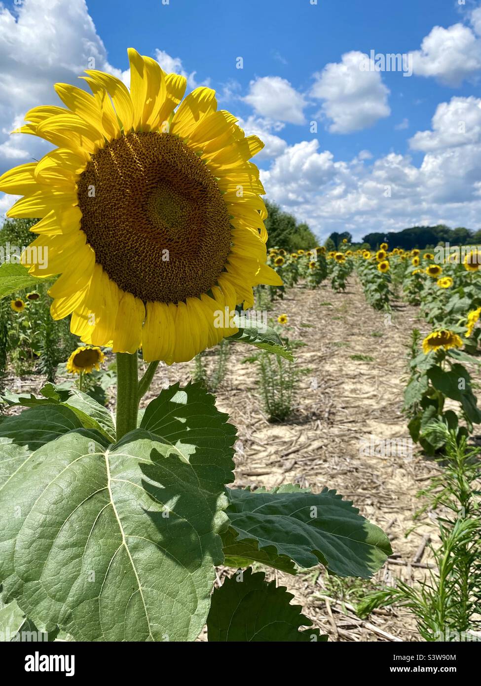 Champ de tournesols dans le Midwest pendant l'été Banque D'Images