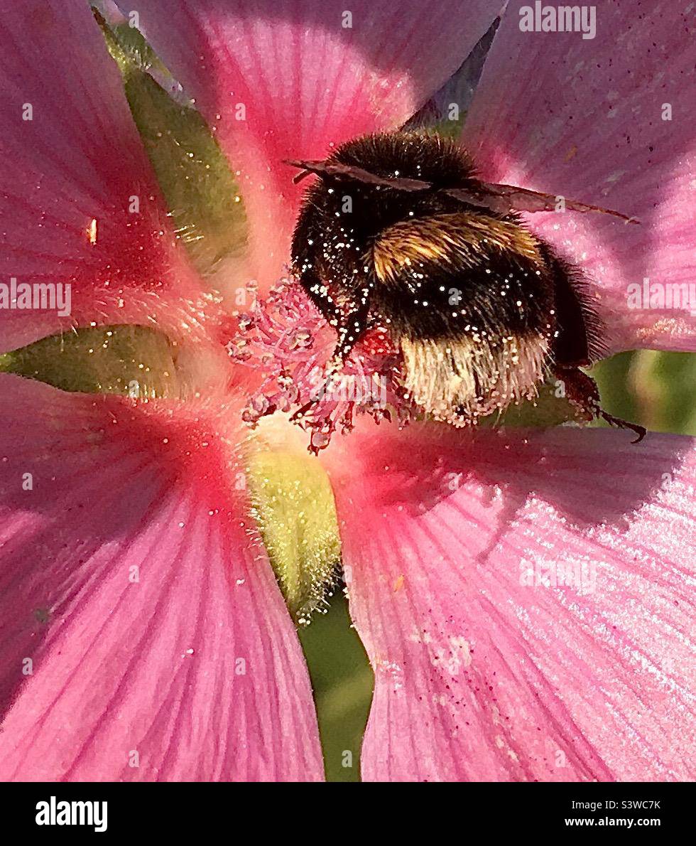 Abeille, fleur, rose, vert, abeille, nature, beauté Banque D'Images
