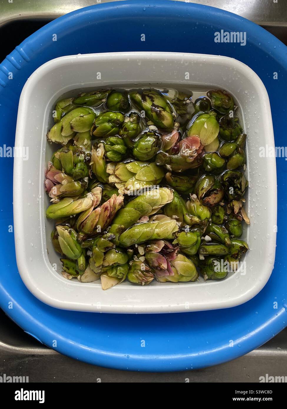 Waterblommetjies ( Aponogeton distachyos ou distachyum) également connu sous le nom de Cape-pondweed, vleikos et aubépine d'eau est une plante à fleurs aquatique comestible originaire de la province occidentale de l'Afrique du Sud. - Image de stock capturée avec un smartphone