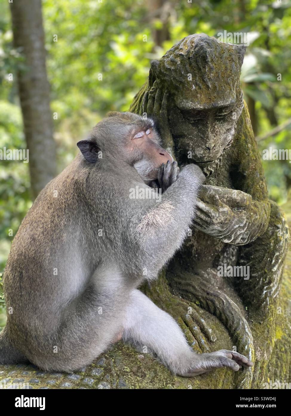 Monkey See, Monkey Do Banque D'Images
