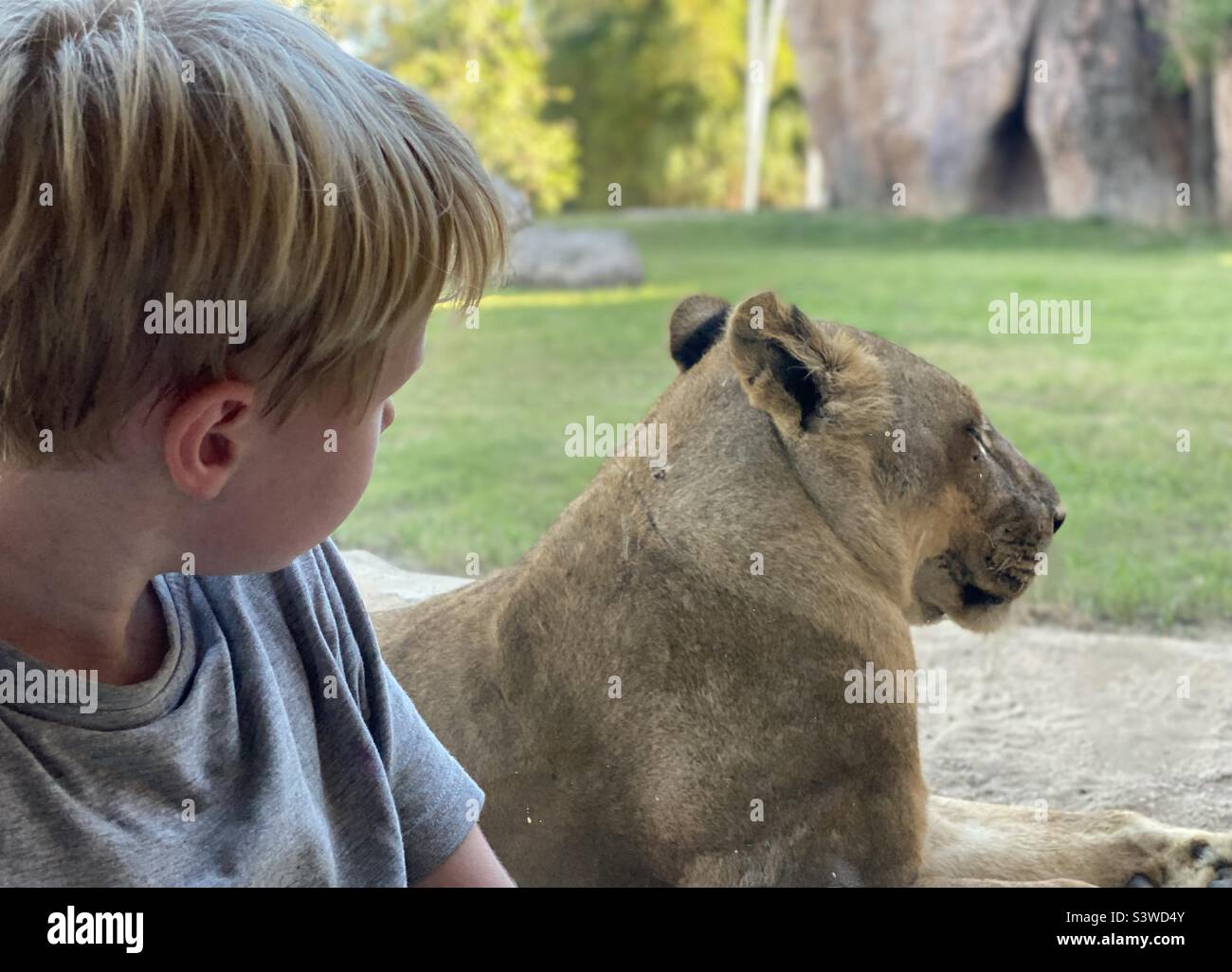 Petit garçon avec un lion Banque D'Images
