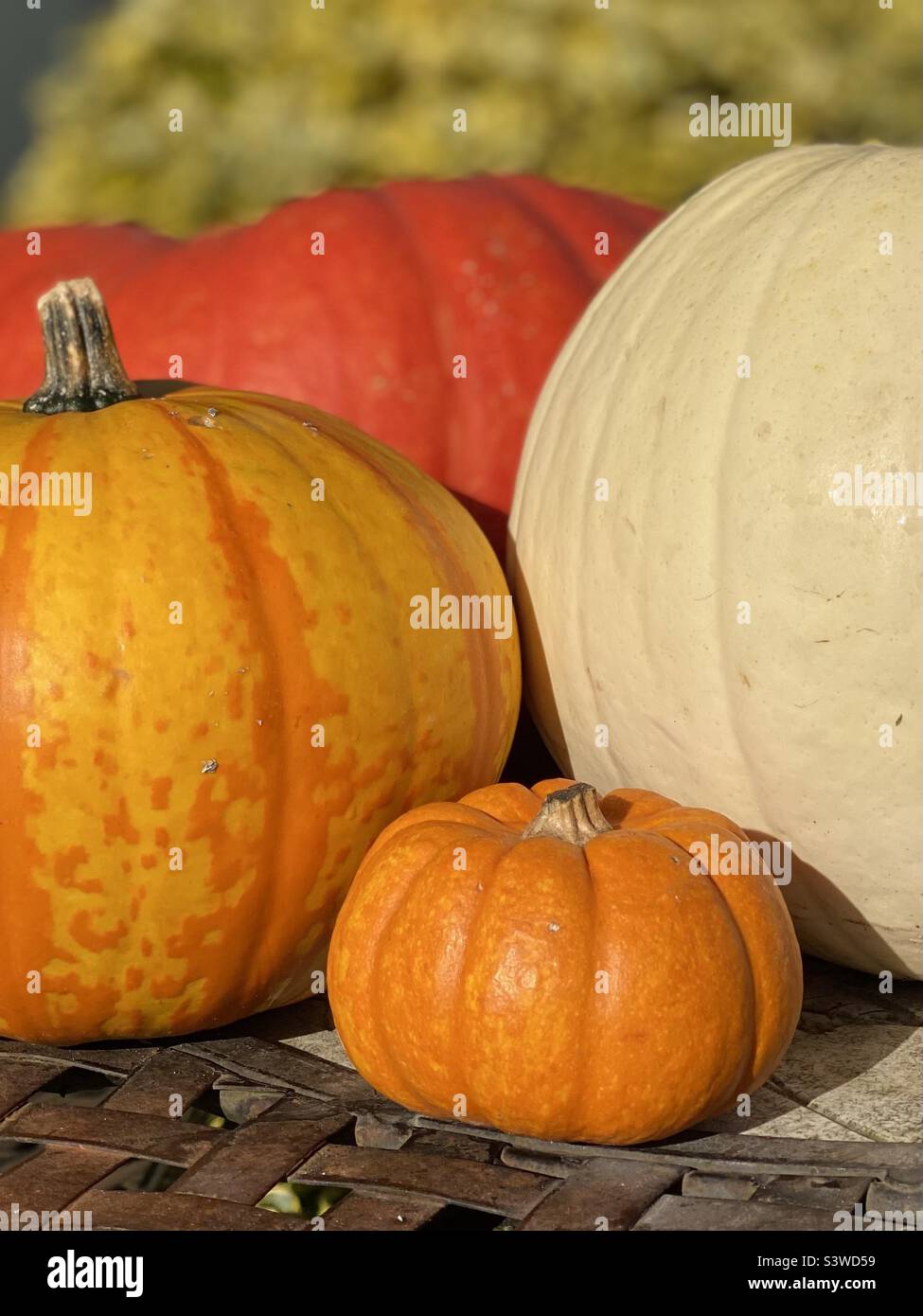 Citrouilles de différentes tailles Banque D'Images