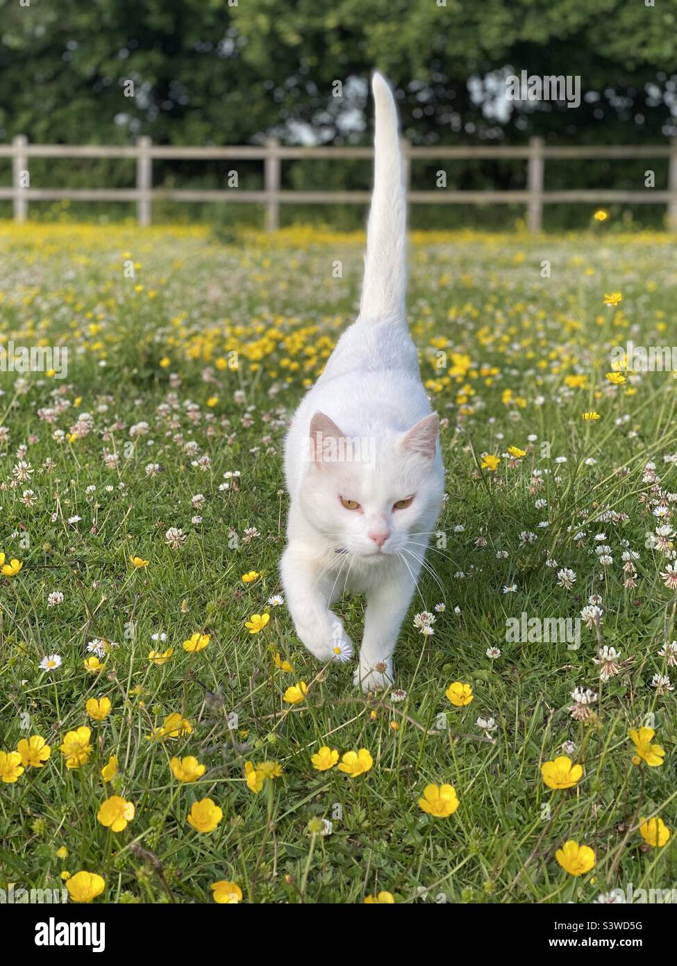 Chat blanc dans un champ de tasses de beurre Banque D'Images