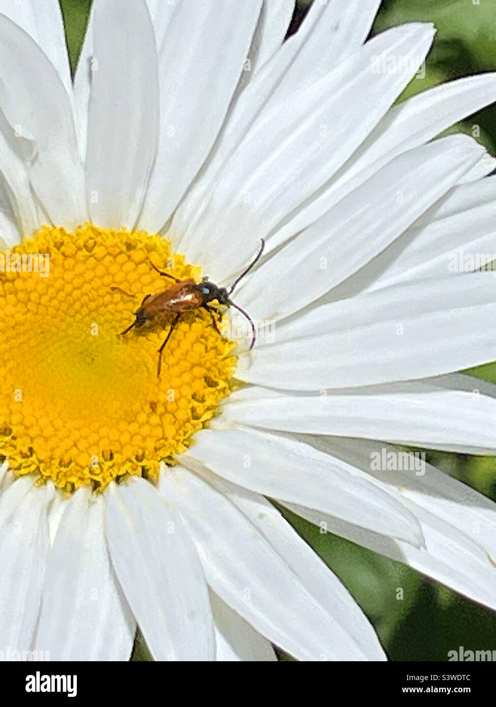 Insecte sur fleur de Marguerite. Banque D'Images