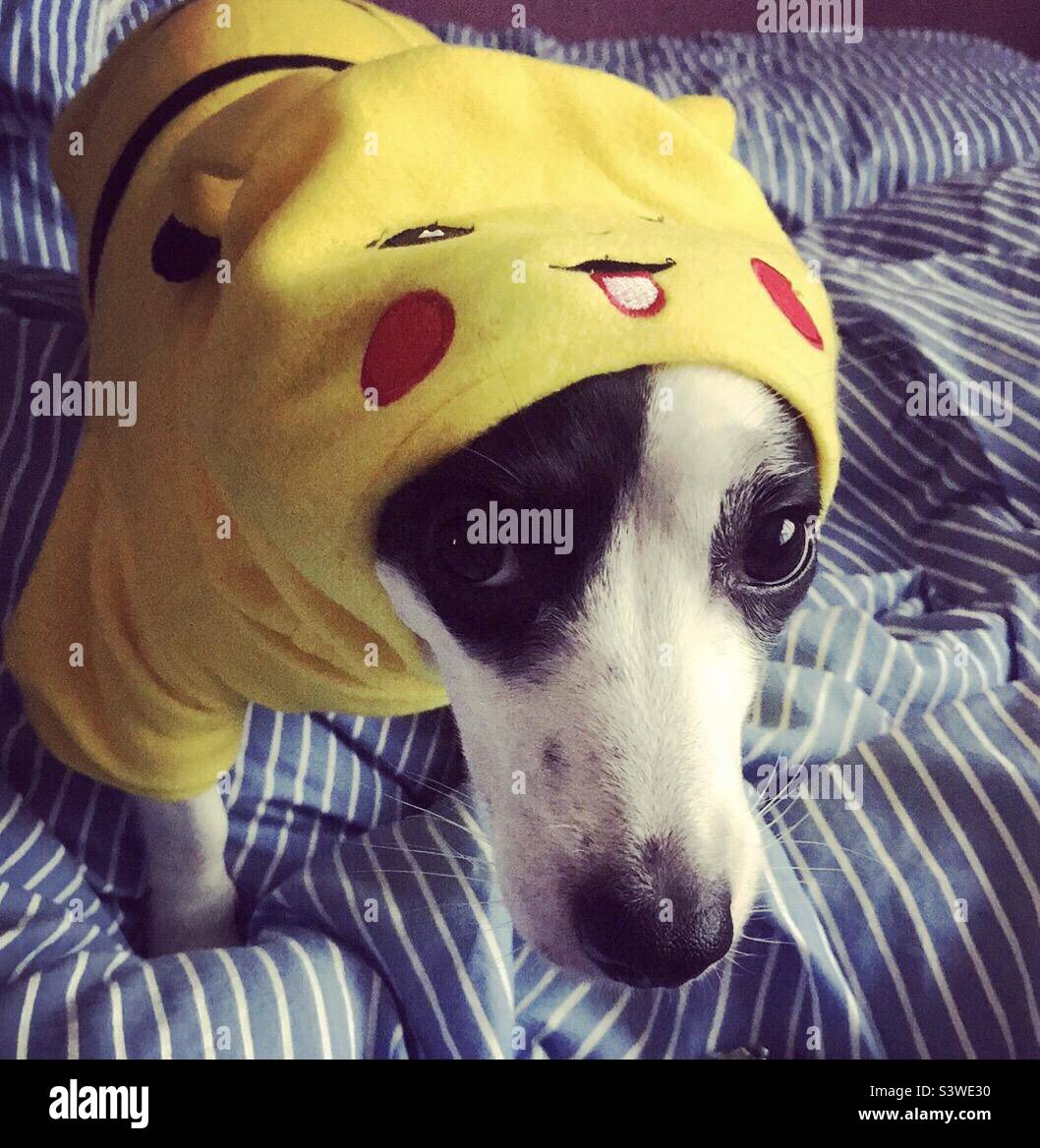Un Jack Russell portant un costume de pikachu Pokémon et regardant misérable à ce sujet Banque D'Images