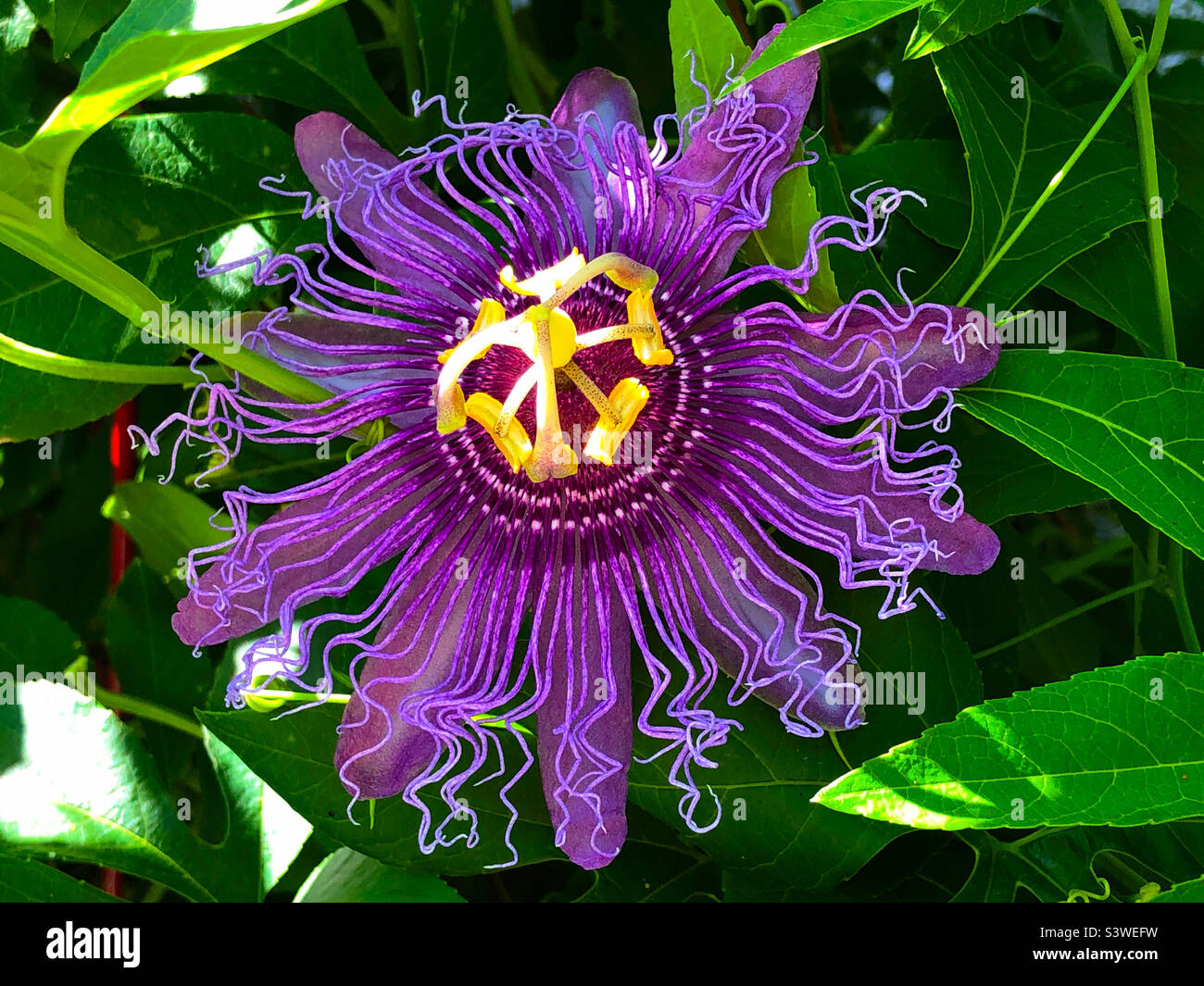 Violet passion Flower poussant dans un arrière-cour de Floride Banque D'Images