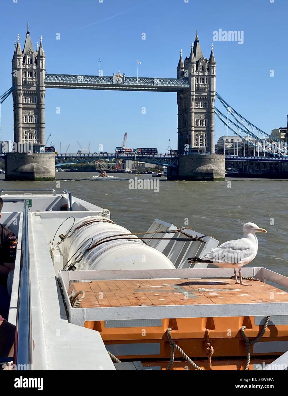 Seagull en train de monter sur la Tamise à Londres sous Tower Bridge pendant une vague de chaleur. Banque D'Images