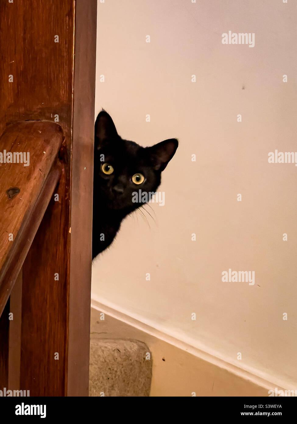 Curieux chaton noir regardant rond escalier banister Banque D'Images
