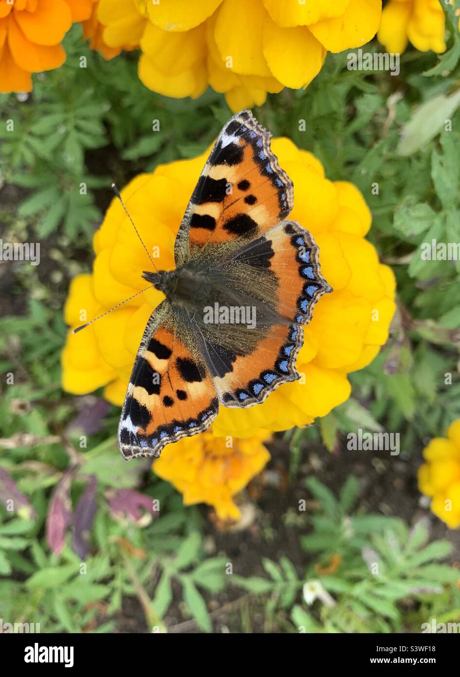 Papillon belle Dame - Image de stock capturée avec un smartphone