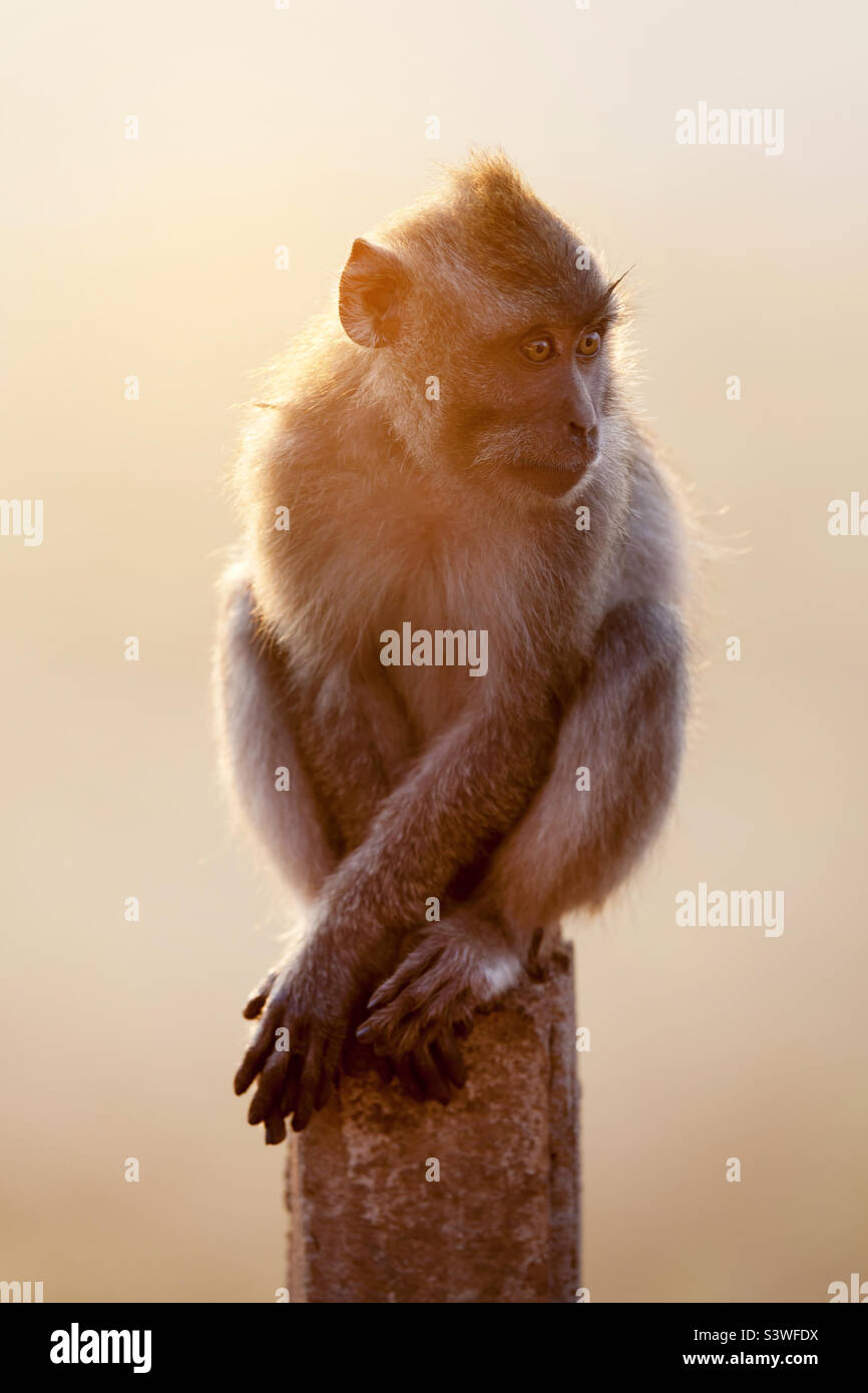 Singe mignon à Bali au lever du soleil, faune - Image de stock capturée avec un smartphone Singe mignon à Bali au lever du soleil, faune - Image de stock capturée avec un smartphone