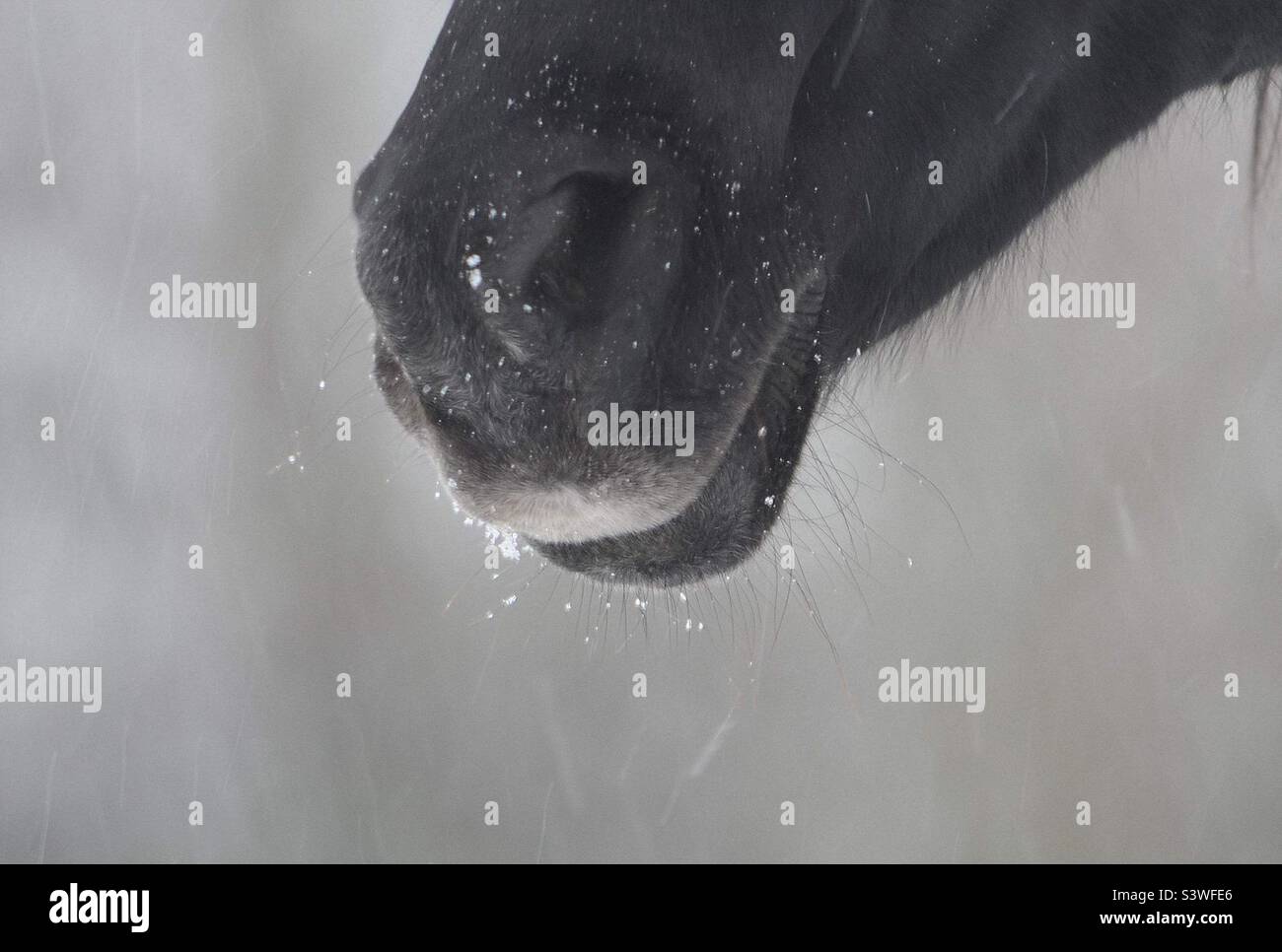 Nez de cheval arabe dans la neige Banque D'Images