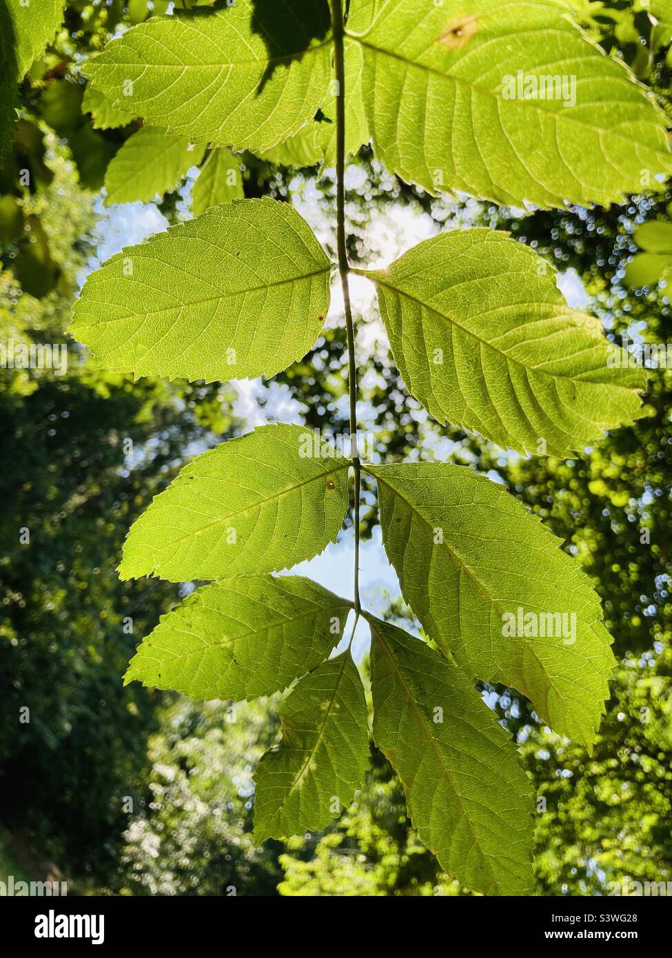 Lumière du soleil à travers les feuilles. Banque D'Images
