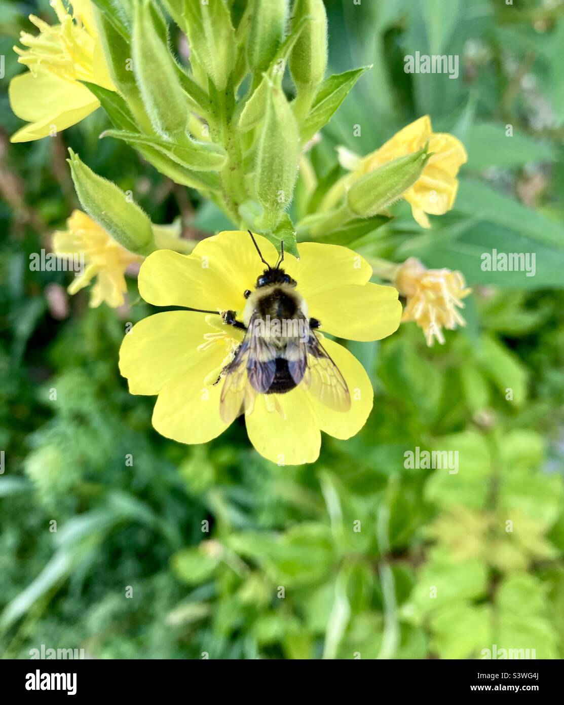 Ce bourdon commun de l'est brille presque dans le reflet de l'onrose commun du soir. Banque D'Images