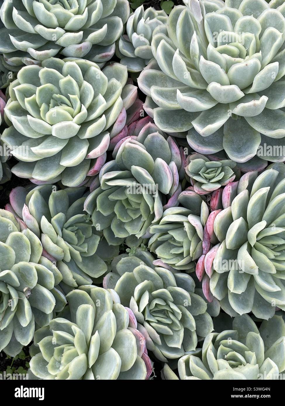 Echeveria elegans Banque D'Images