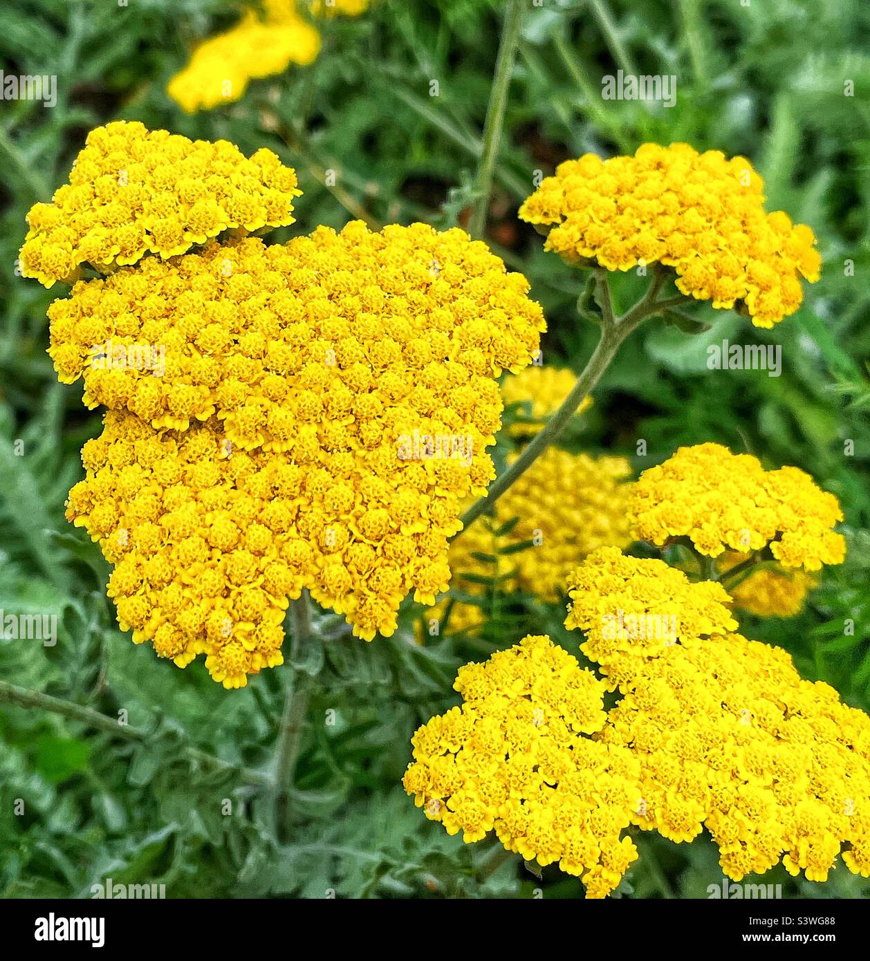 Yarrow à fleurs jaunes dans le jardin vivace. - Image de stock capturée avec un smartphone