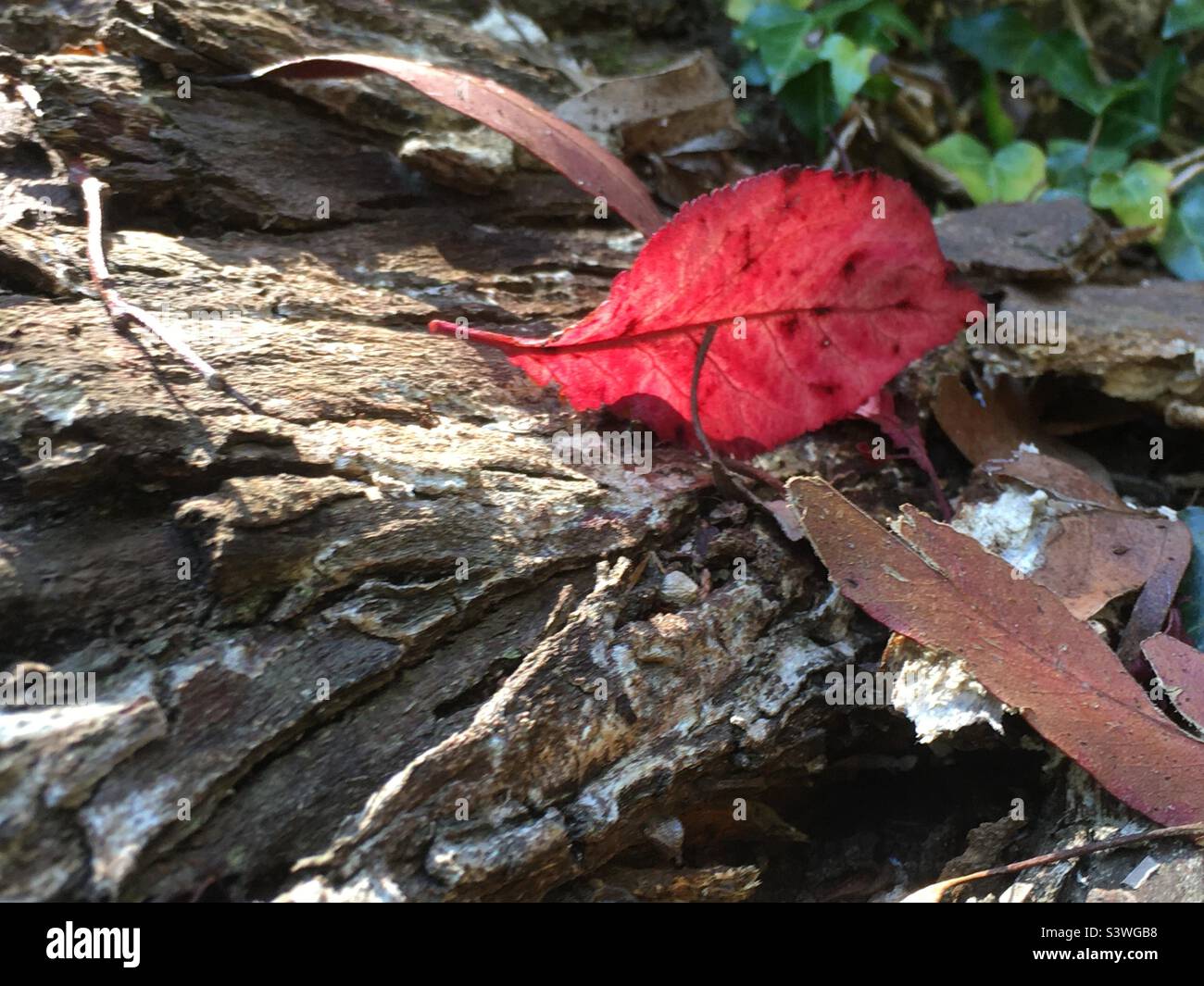 Feuille rouge, feuille, rouge, écorce d'ytree, forêt, nature, beauté Banque D'Images