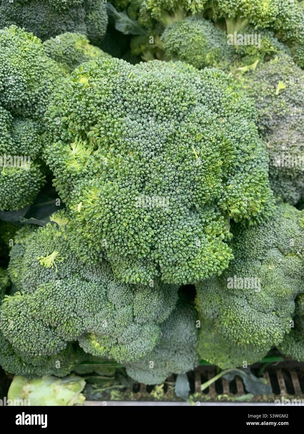 Jardin délicieux brocoli frais tête dans la zone des produits. - Image de stock capturée avec un smartphone