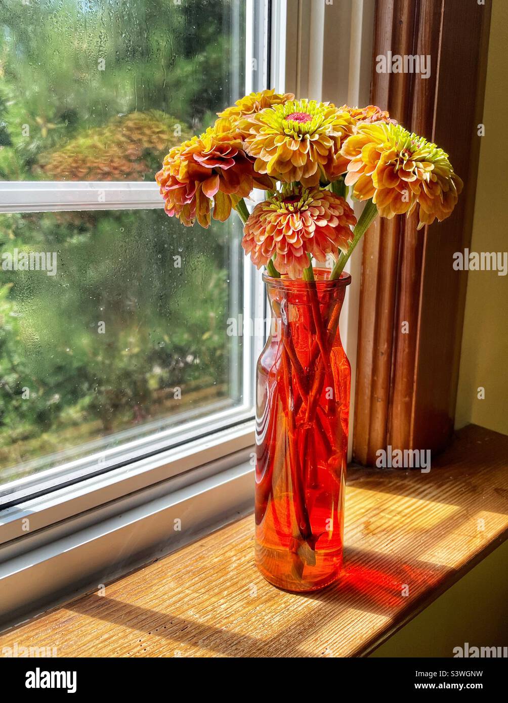 Zinnia a coupé des fleurs dans un vase en verre assis sur un rebord de fenêtre. Banque D'Images