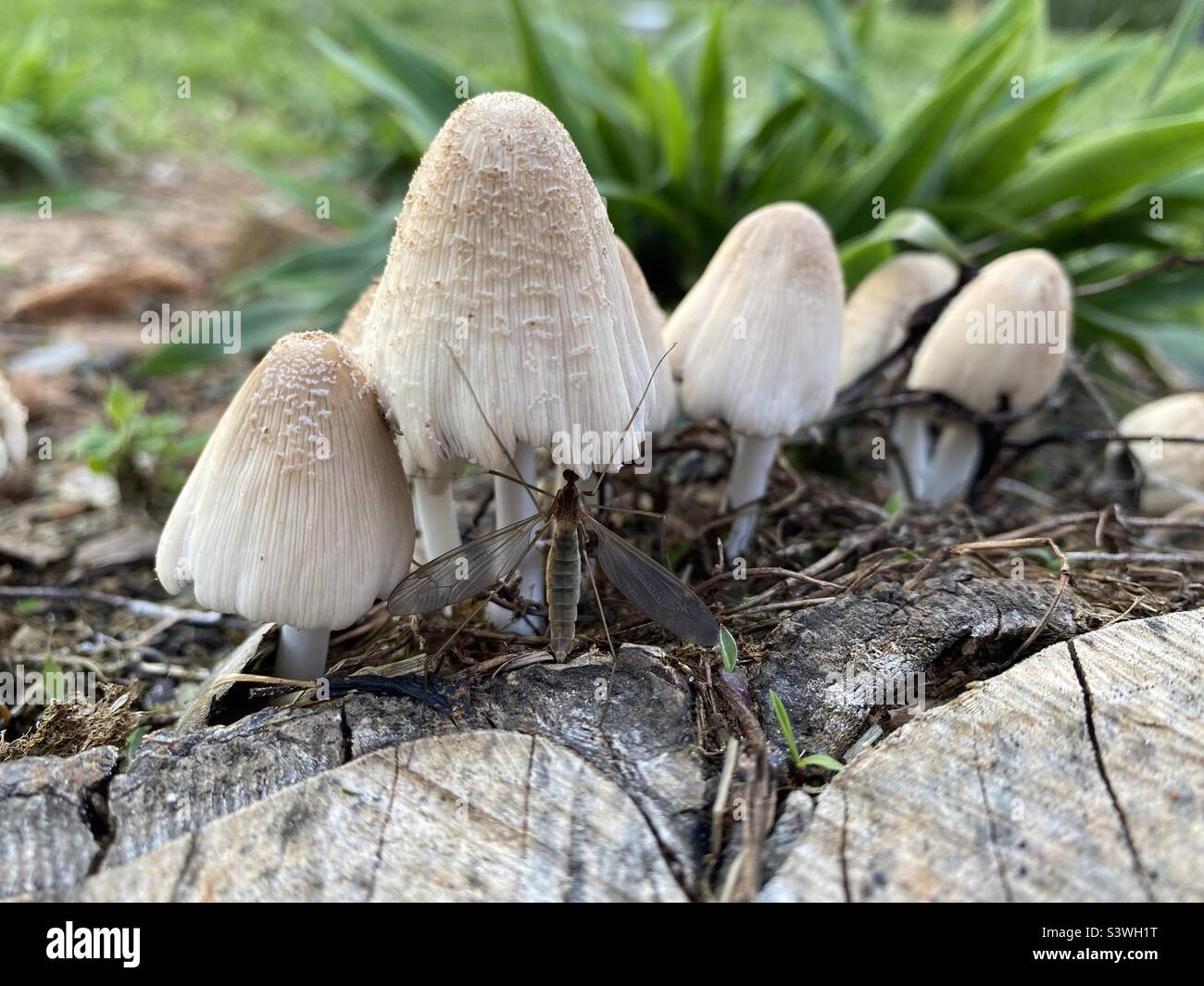Macro champignons Banque D'Images