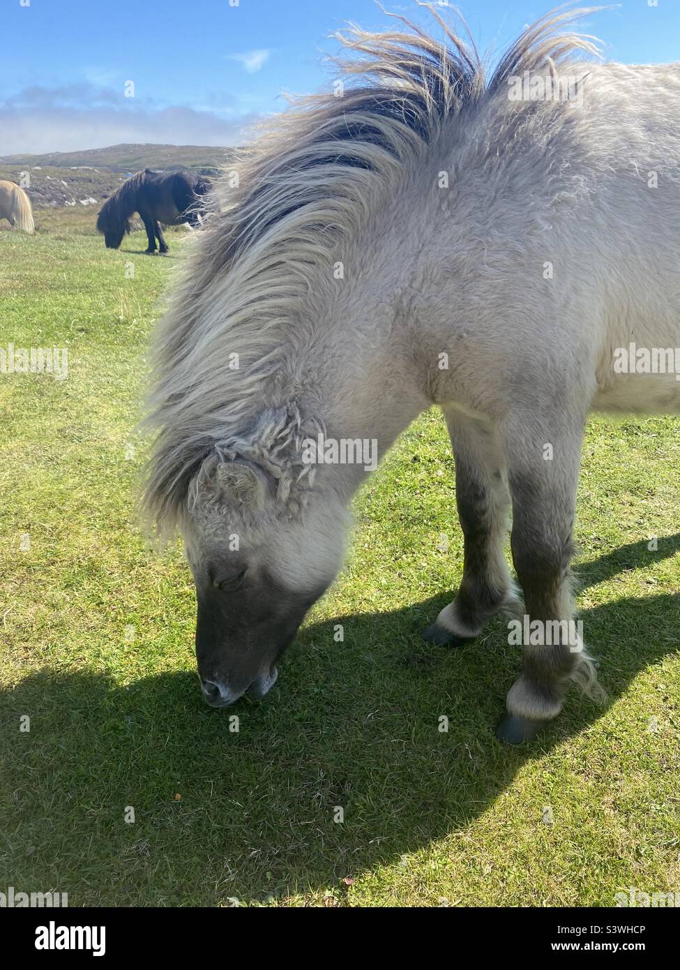 Poney Eriskay Banque D'Images