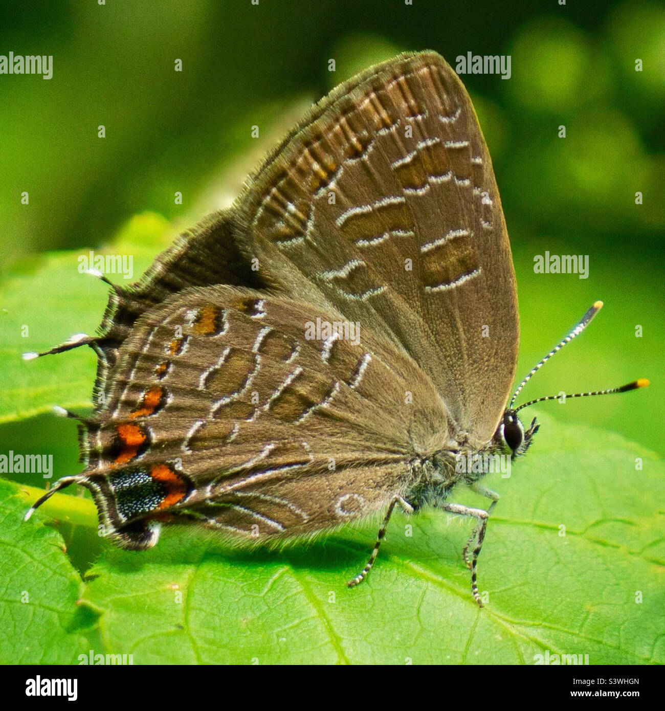 Papillon à rayures Banque D'Images