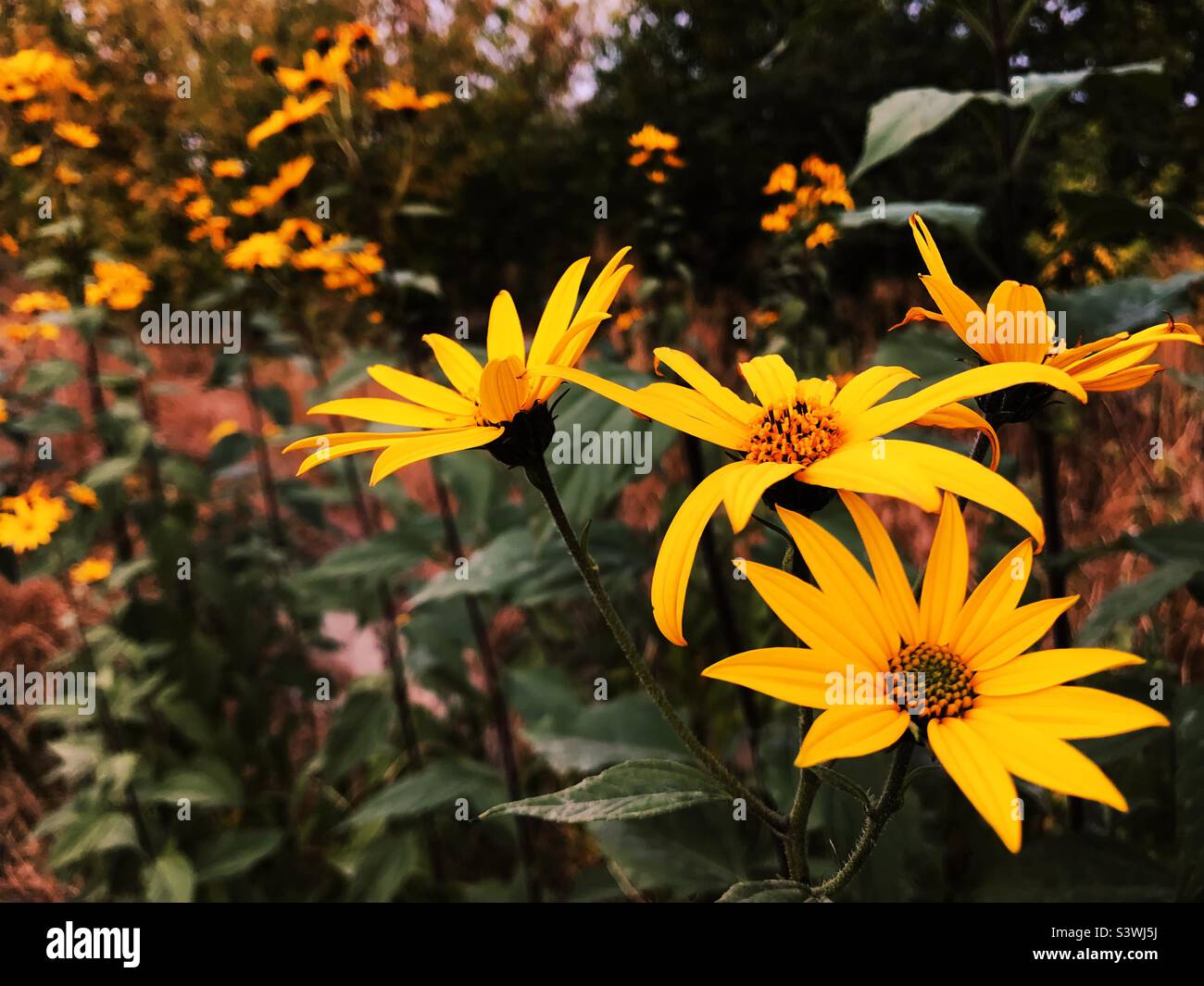 Fleurs d'automne champ jaune Banque de photographies et d’images à — free download