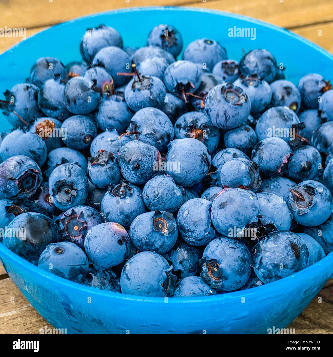 Bleuets dans un bol circulaire bleu Banque D'Images