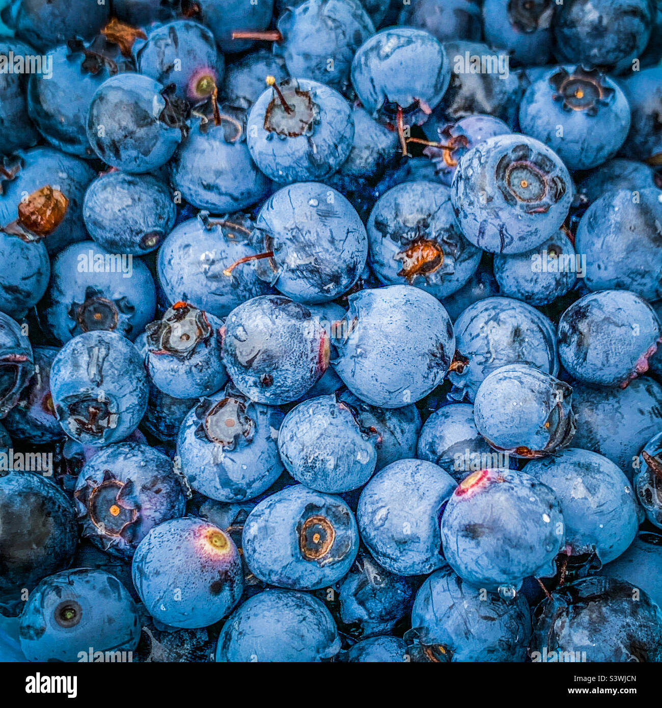 Close up de bleuets - Image de stock capturée avec un smartphone