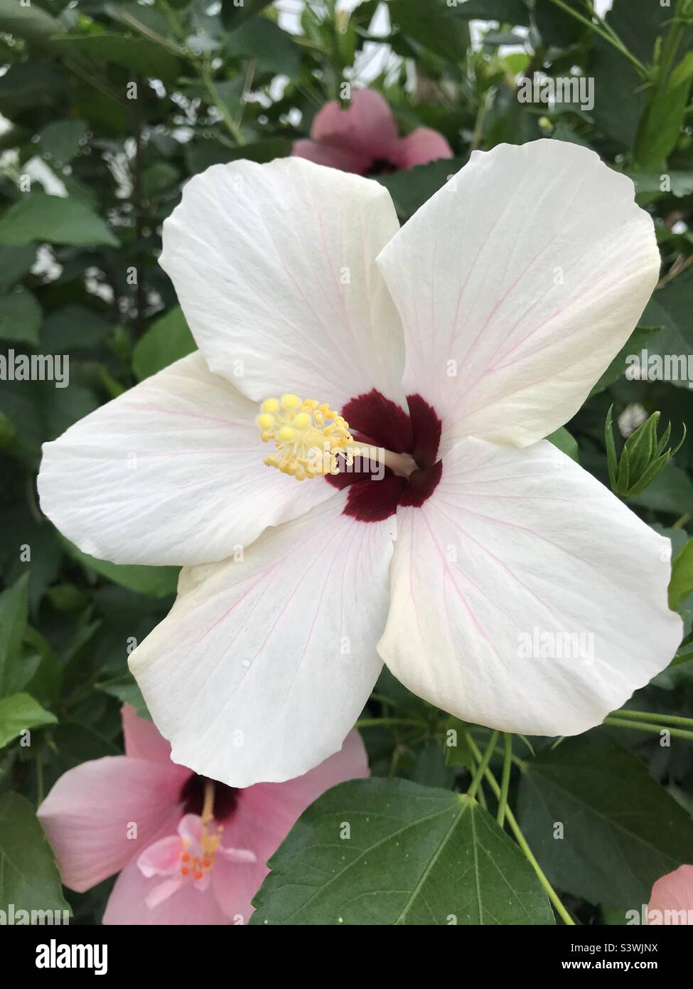 Hibiscus blanc fleur hawaïenne Banque D'Images