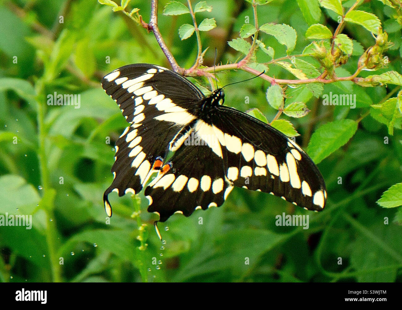 Giant swallowtail butterfly Banque D'Images