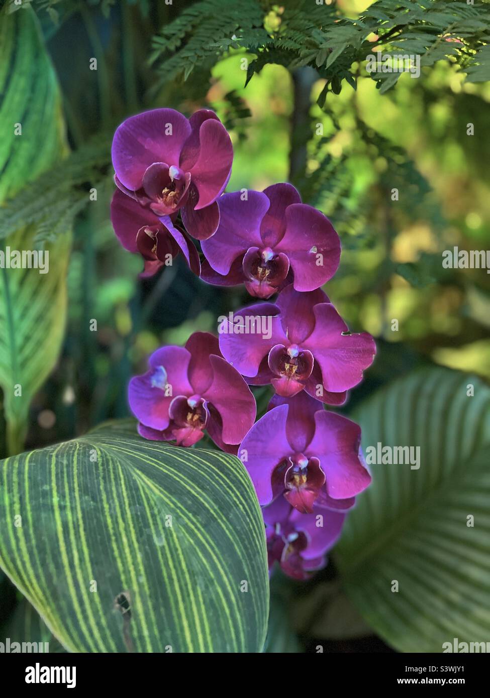 Fleurs d'orchidées violet profond - Image de stock capturée avec un smartphone