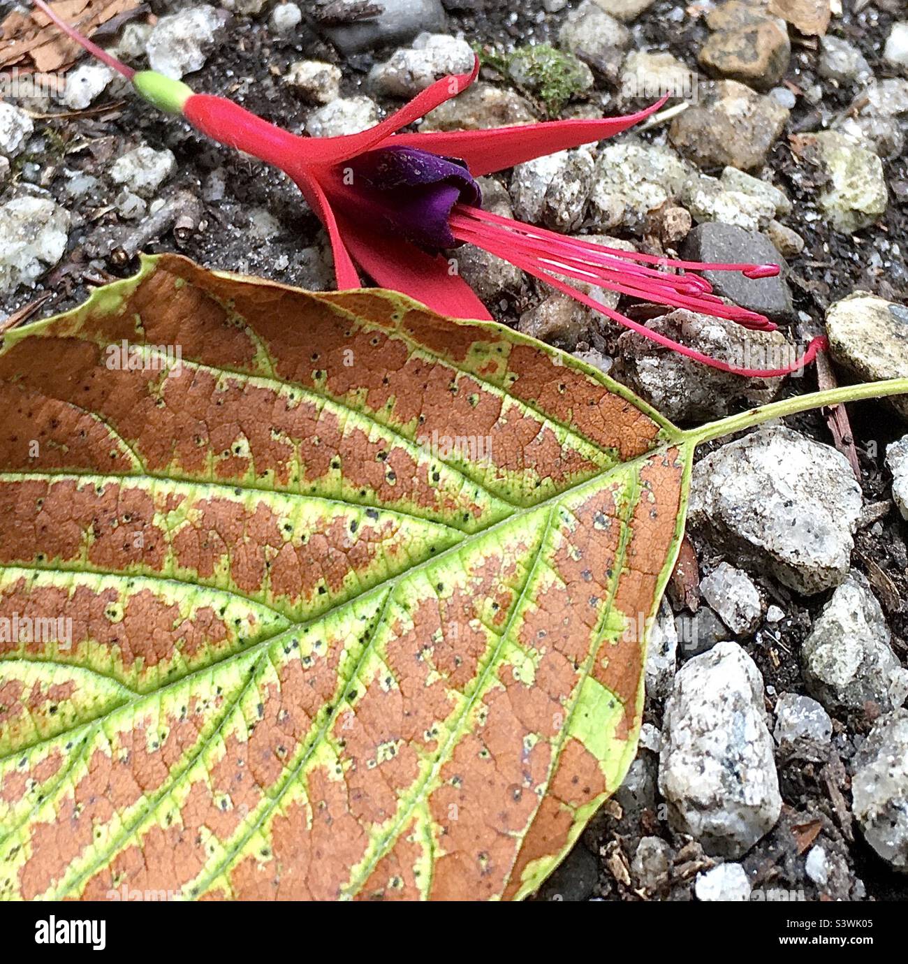 Automne, fuchsia, feuille, fleur, nature, beauté, vent, , Banque D'Images