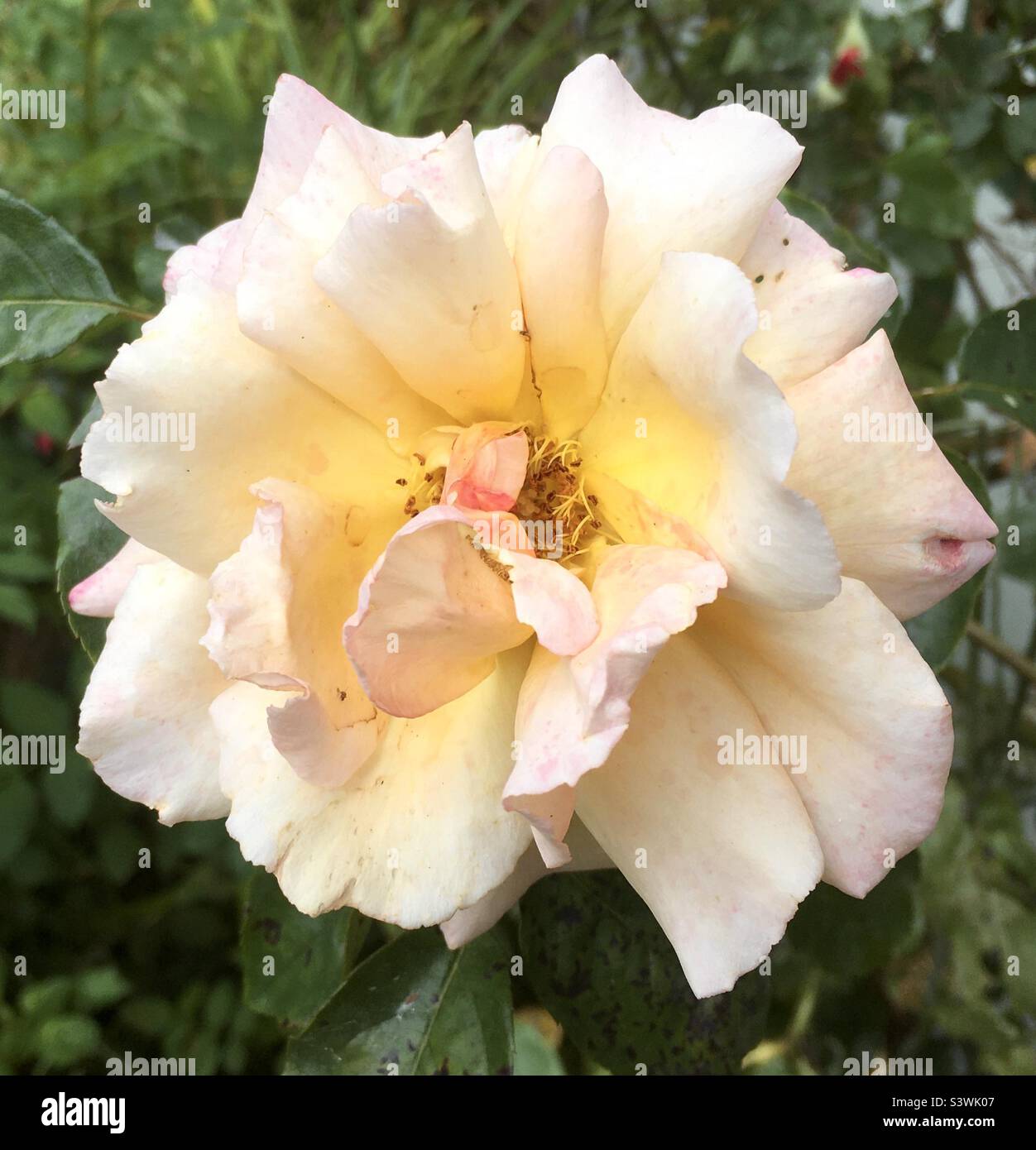 Rose, beauté, jardin, nature Banque D'Images