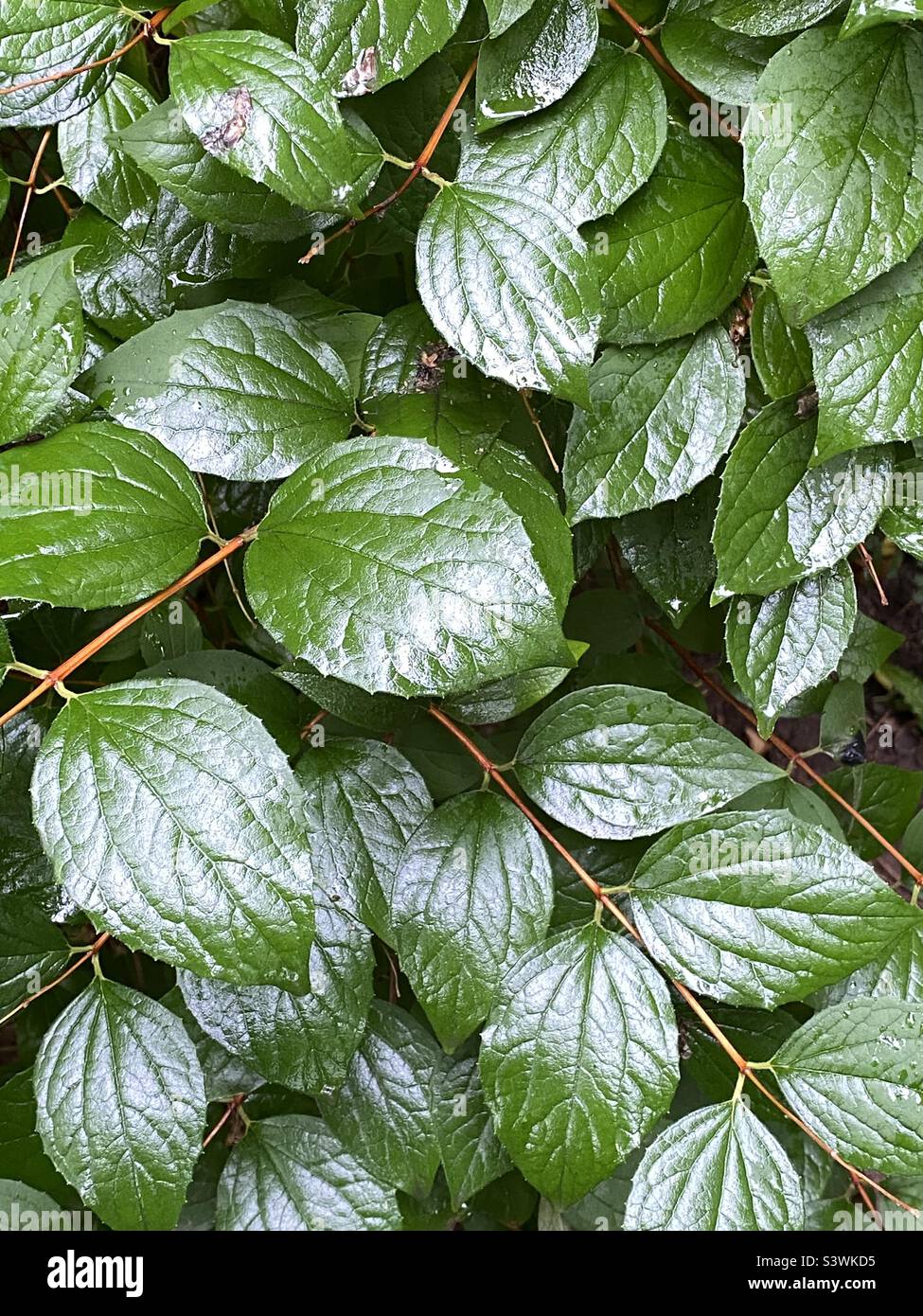 feuilles vertes - Image de stock capturée avec un smartphone