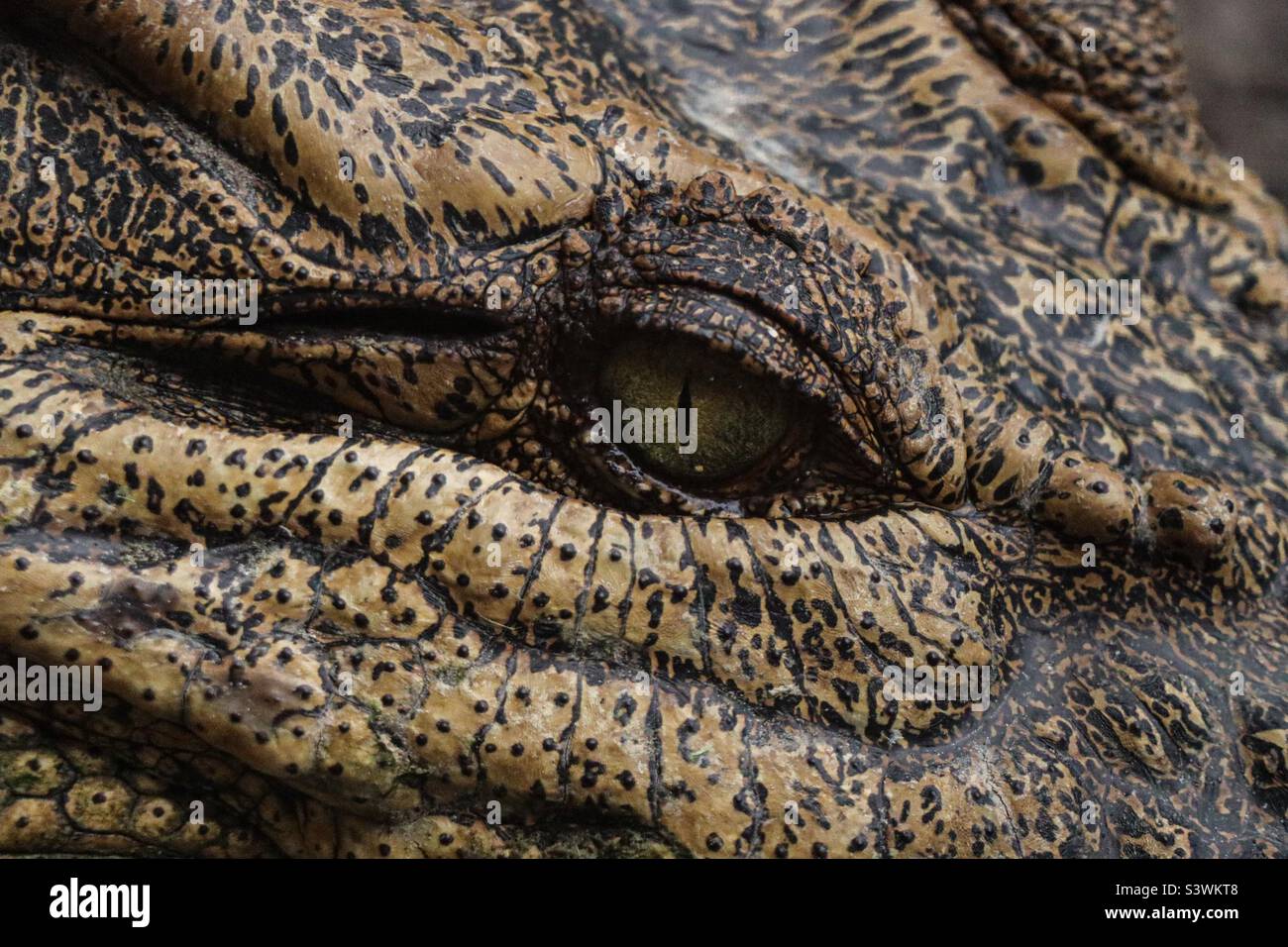 Gros plan d'un œil de crocodiles Banque D'Images