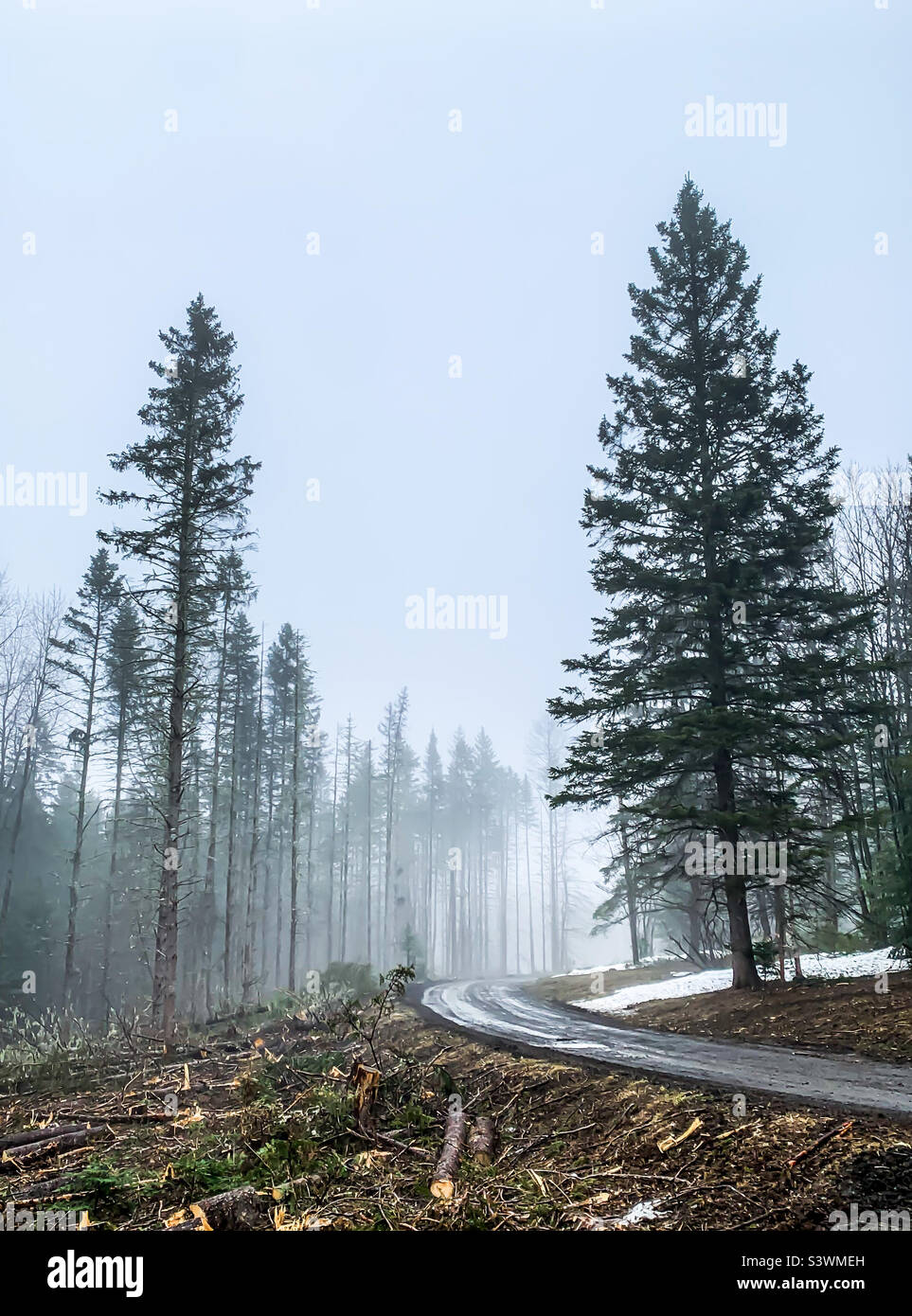 Un matin brumeux dans les bois. La longue allée est bordée d'arbres à feuilles persistantes. Les grumes de la récolte récente effectuées par les propriétaires fonciers pour la gestion du bois d'œuvre et des bois durables. Banque D'Images