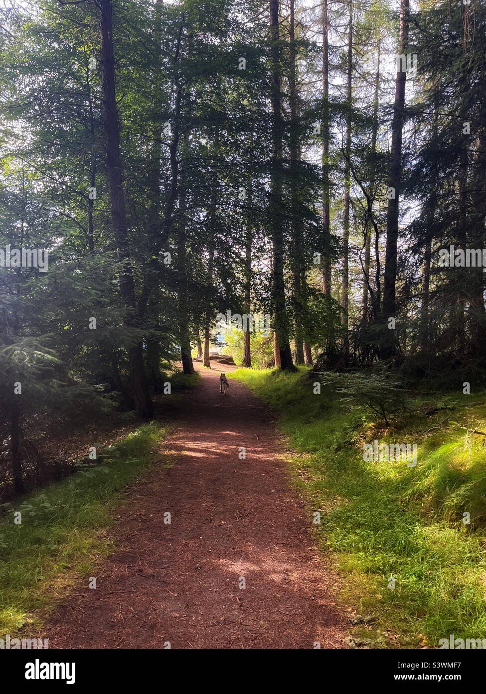 Sentiers en foret Banque de photographies et d’images à haute ...