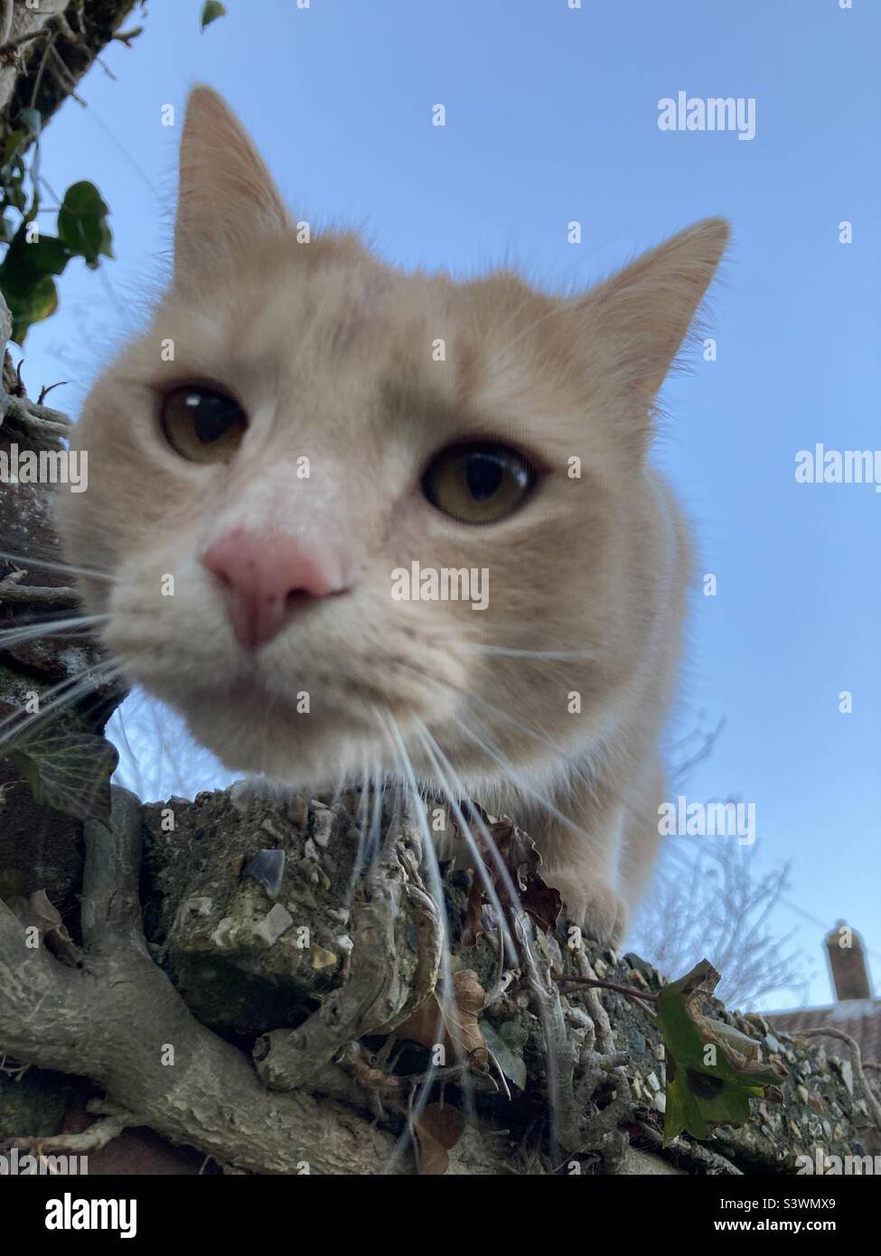 Chat curieux - Image de stock capturée avec un smartphone