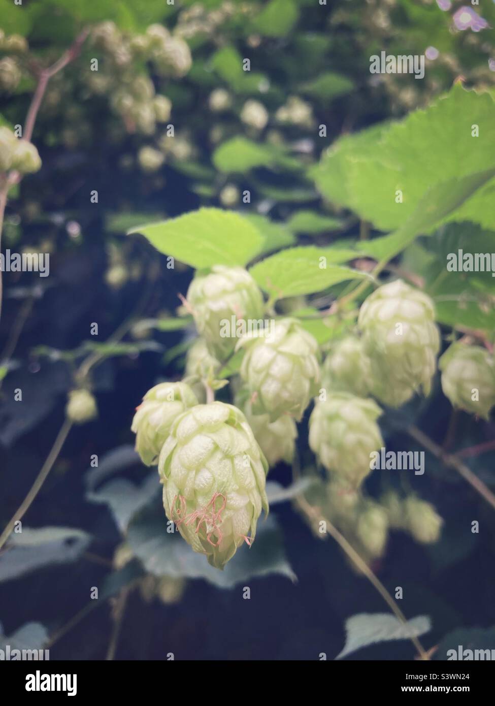 Plante de houblon (genre humulus) Banque D'Images