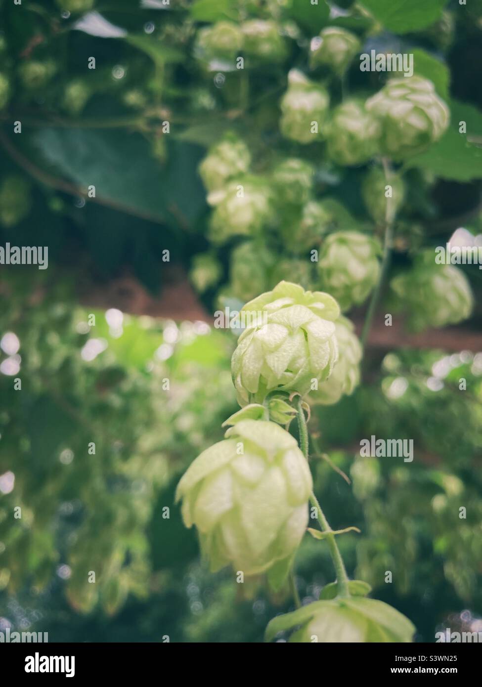 HOP (genre humulus) Banque D'Images