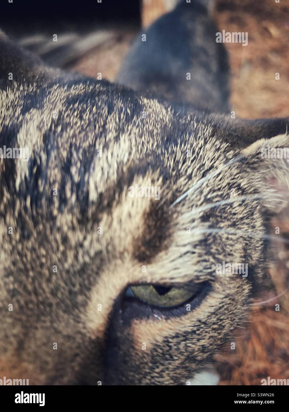 L'œil plissé d'un chat de près - Image de stock capturée avec un smartphone