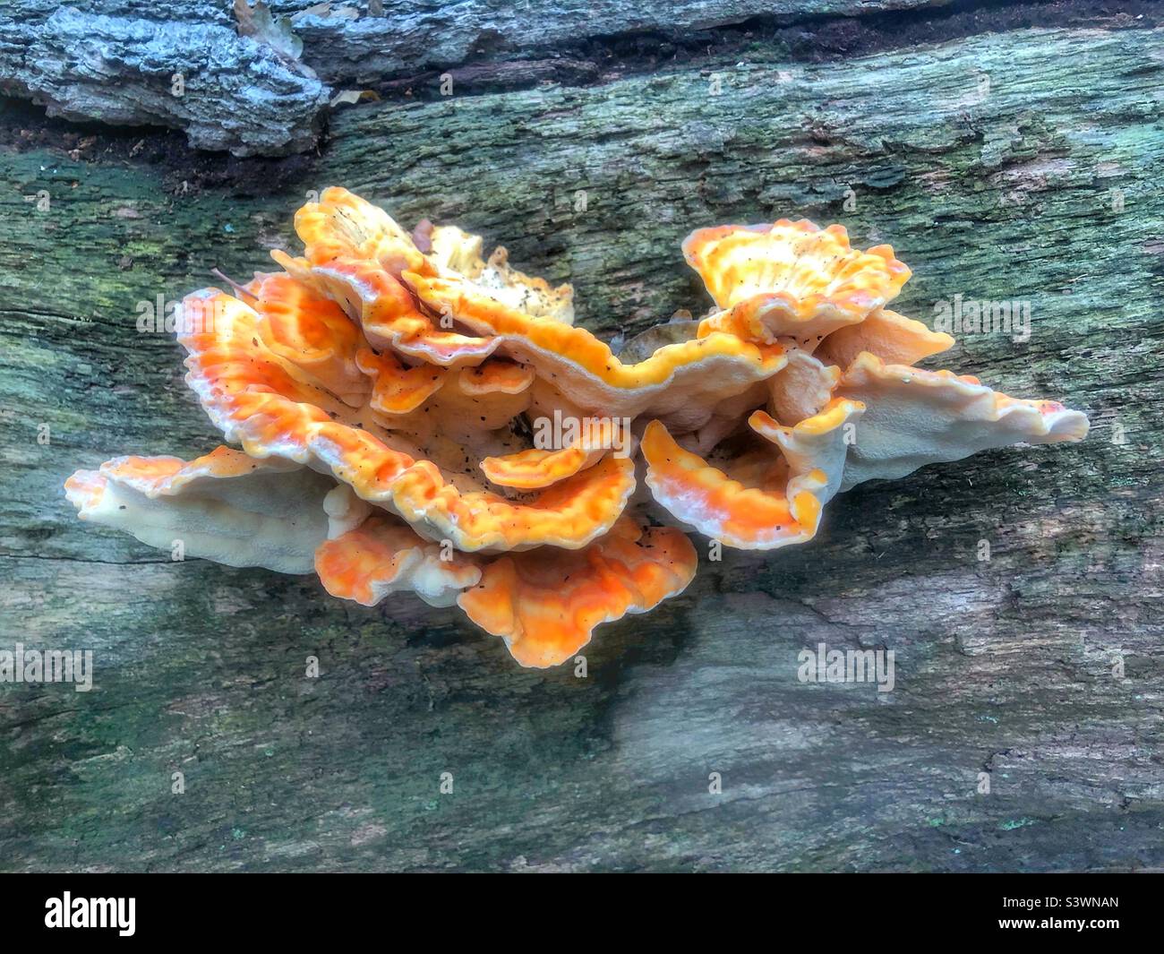 Poulet des champignons des bois (Laetiporus sulfureus) Banque D'Images