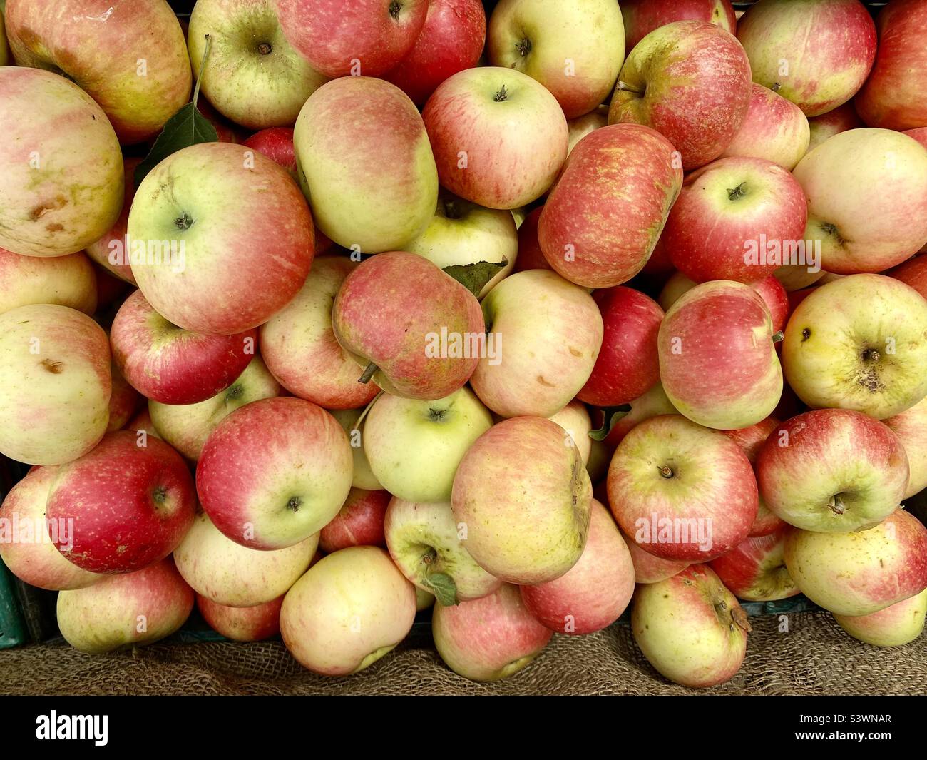 Présentation de pommes dans une cabine de fruits - Image de stock capturée avec un smartphone