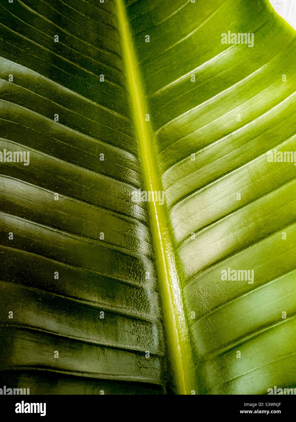 Un gros plan d'un oiseau de feuille de plante de paradis. Banque D'Images