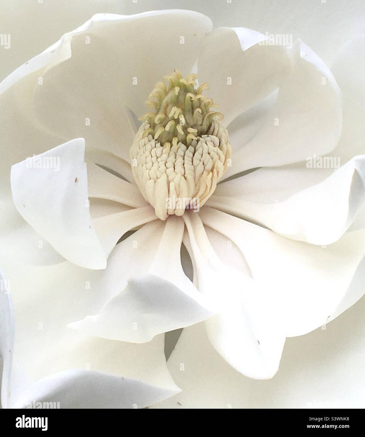 Magnolia, fleur, paix, silence, beauté, nature, zen, jardin, Banque D'Images